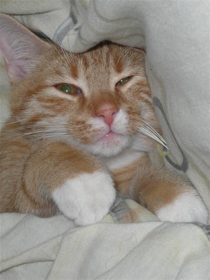 Huskat Abu - Tumpe kat... billede 9