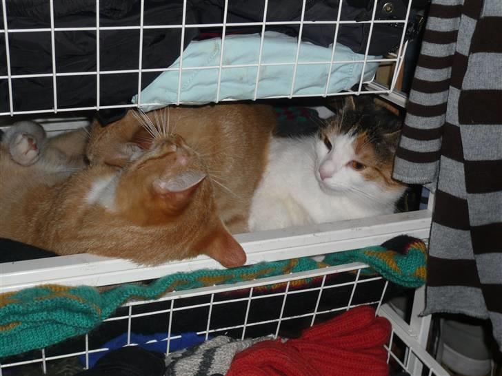 Huskat Abu - De mosler i skuffen, Jasmin er vist lidt træt af det ;) billede 10