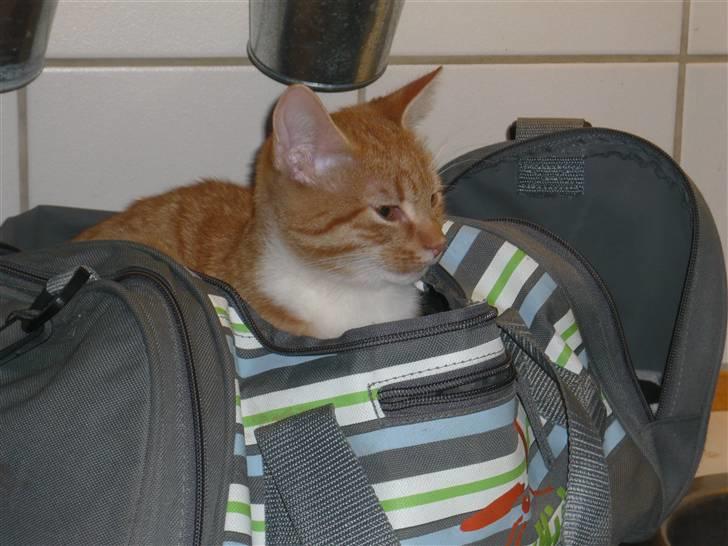 Huskat Abu - I lillebrors idrætstaske ;D billede 11