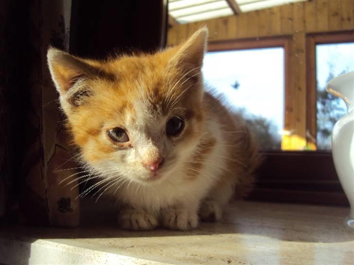 Huskat Oliver billede 1