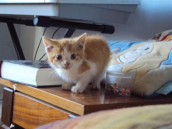 Huskat Oliver billede 2