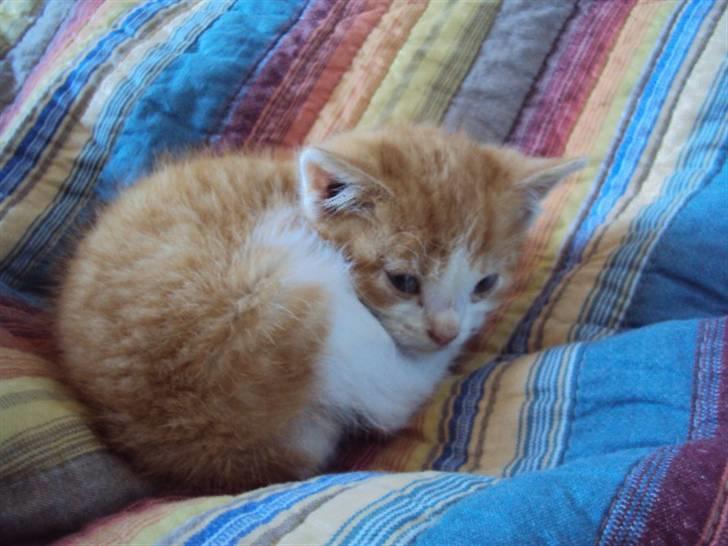 Huskat Oliver billede 3