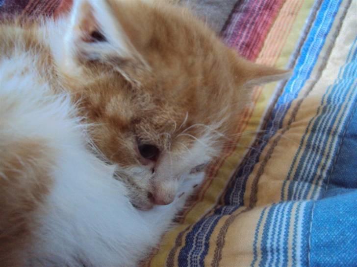 Huskat Oliver billede 4