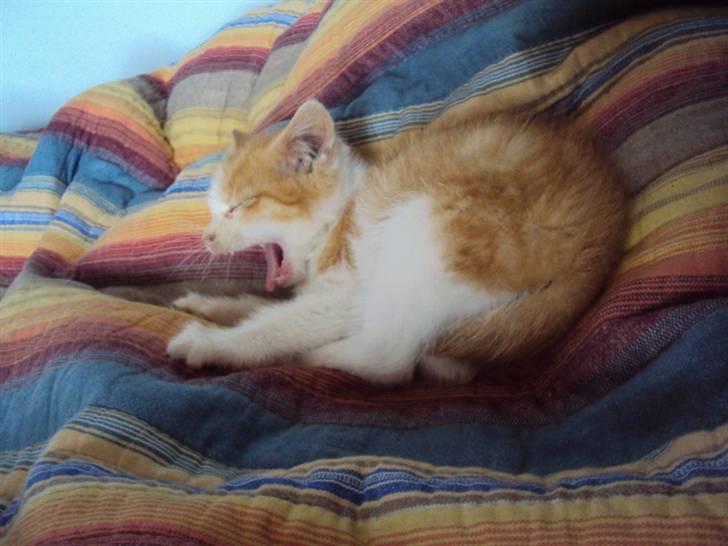 Huskat Oliver billede 5