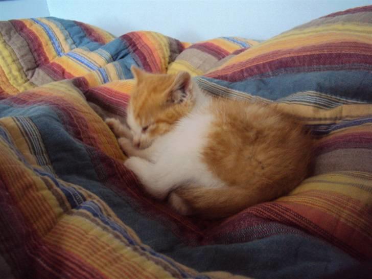 Huskat Oliver billede 6