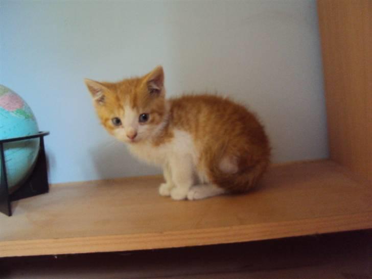 Huskat Oliver billede 7