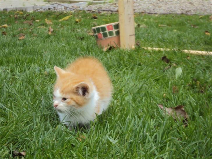 Huskat Oliver billede 8