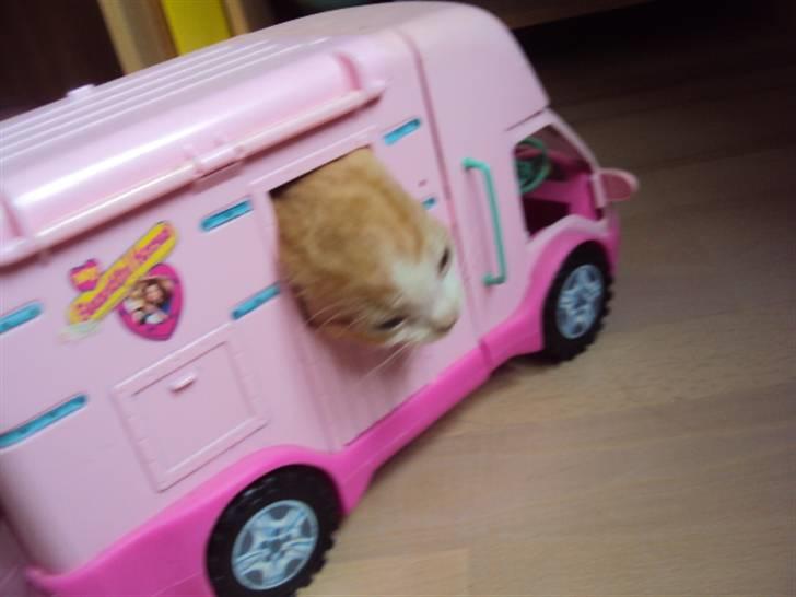 Huskat Oliver billede 9