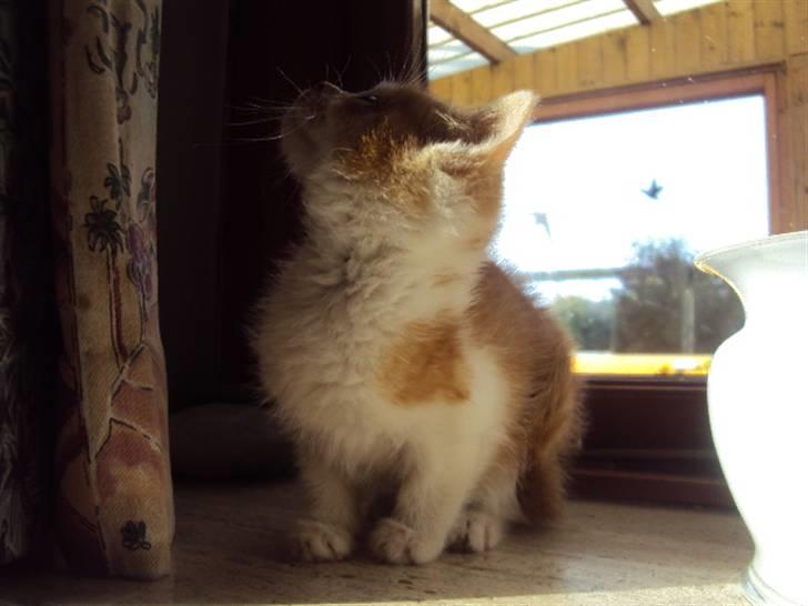 Huskat Oliver billede 10