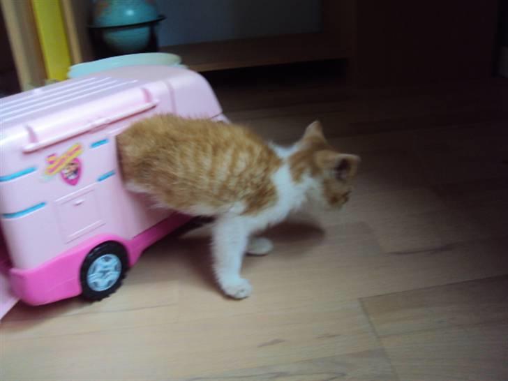 Huskat Oliver billede 11