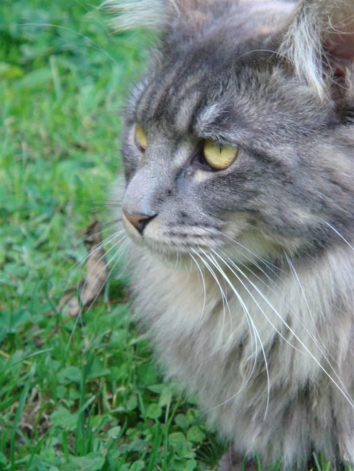 Maine Coon Coco the Killer - Velkommen til Coco´s profil :-) billede 1