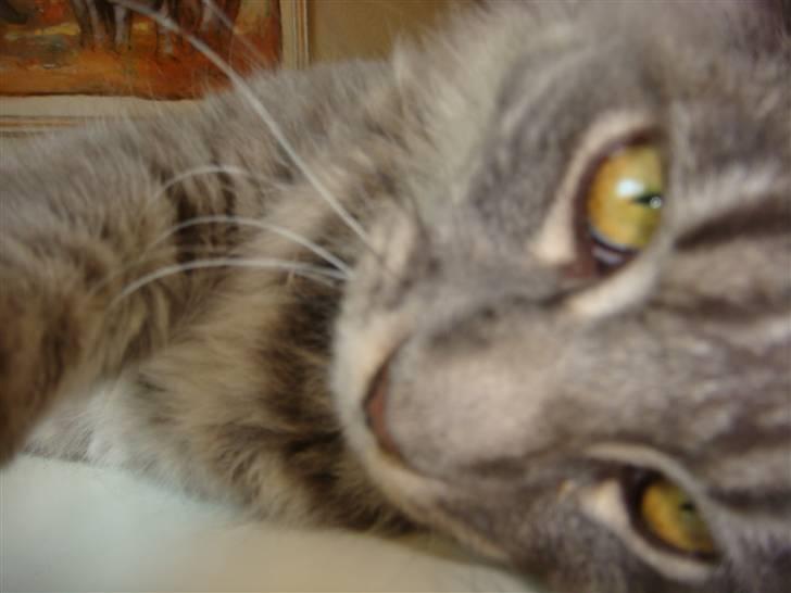 Maine Coon Coco the Killer billede 2