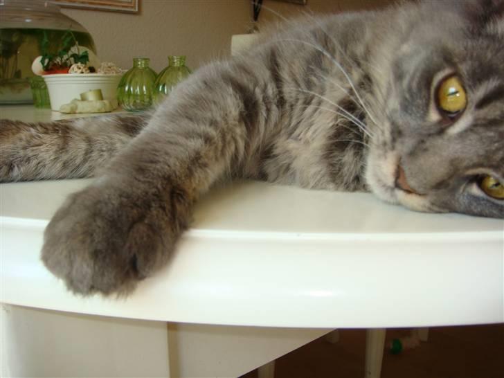 Maine Coon Coco the Killer billede 3