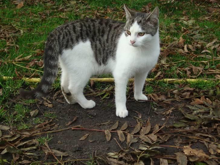 Huskat Basse billede 1