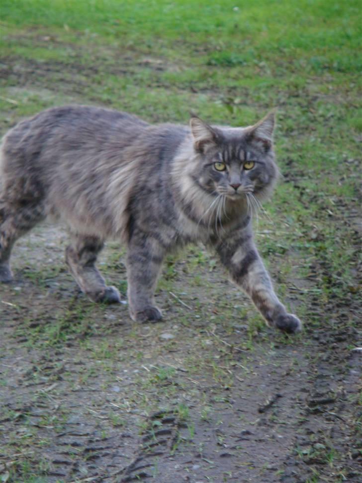 Maine Coon Coco the Killer - Vores smukke tigermis ;o) billede 4