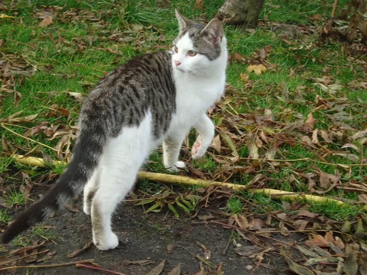 Huskat Basse billede 2