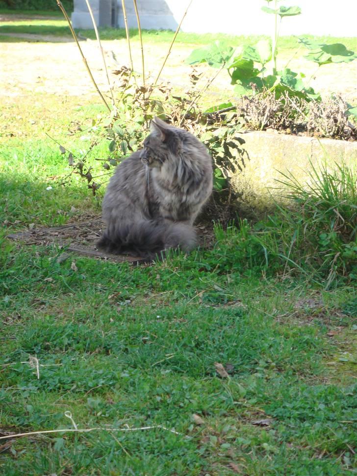 Maine Coon Coco the Killer billede 5