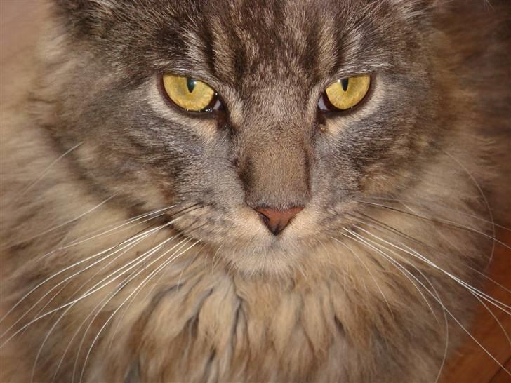 Maine Coon Coco the Killer billede 6