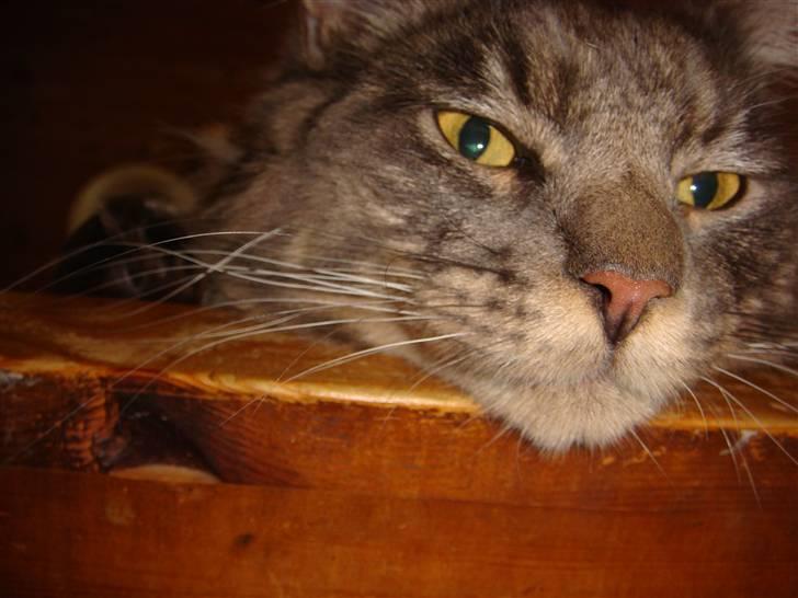 Maine Coon Coco the Killer billede 7