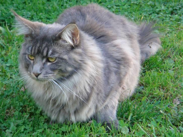 Maine Coon Coco the Killer - Coco lever virkelig op til sit navn, the Killer ;-) billede 8
