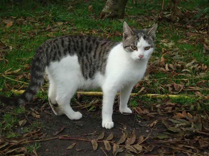 Huskat Basse billede 3