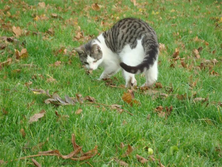 Huskat Basse billede 4