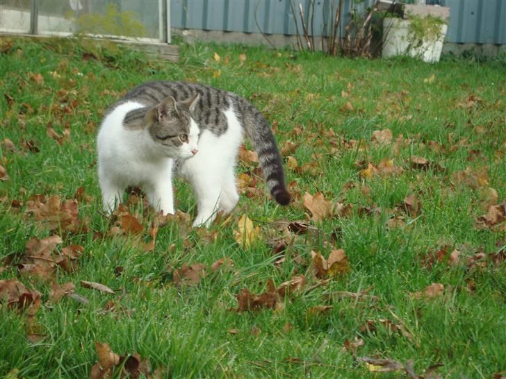 Huskat Basse billede 5