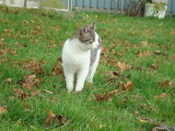 Huskat Basse billede 6