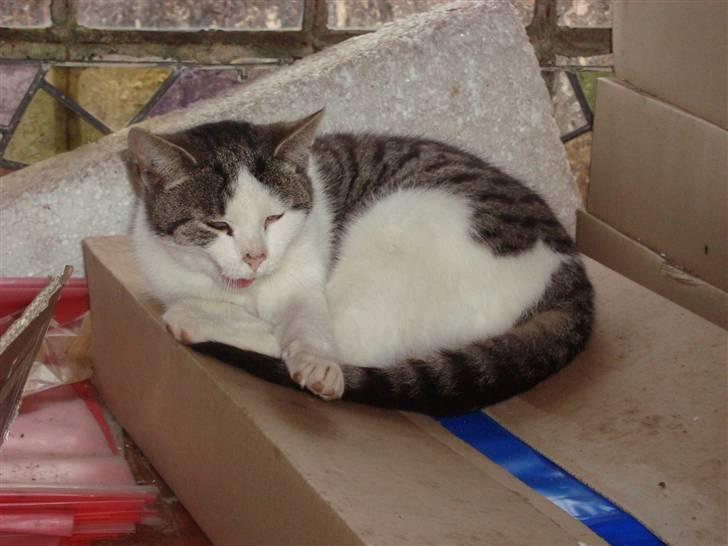 Huskat Basse billede 7