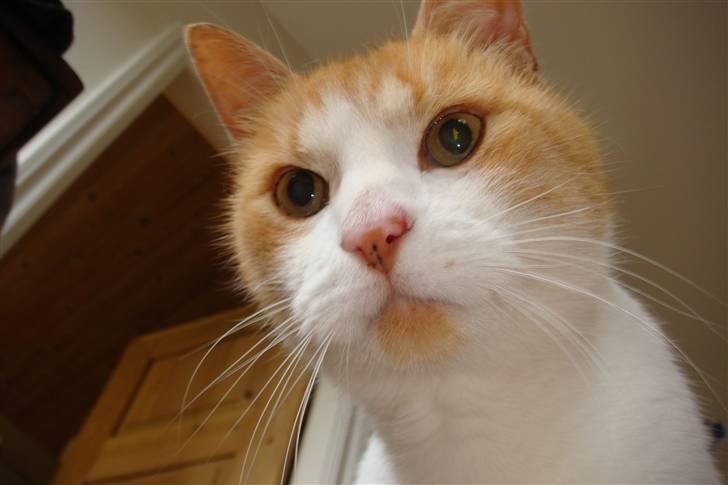 Huskat Guffe - Goddag dernede :-) billede 1