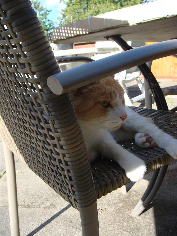 Huskat Guffe - *smut, jeg tager mig lige en slapper* billede 2