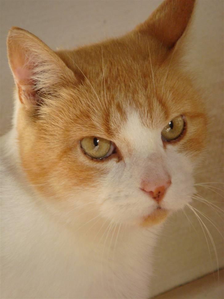 Huskat Guffe billede 3