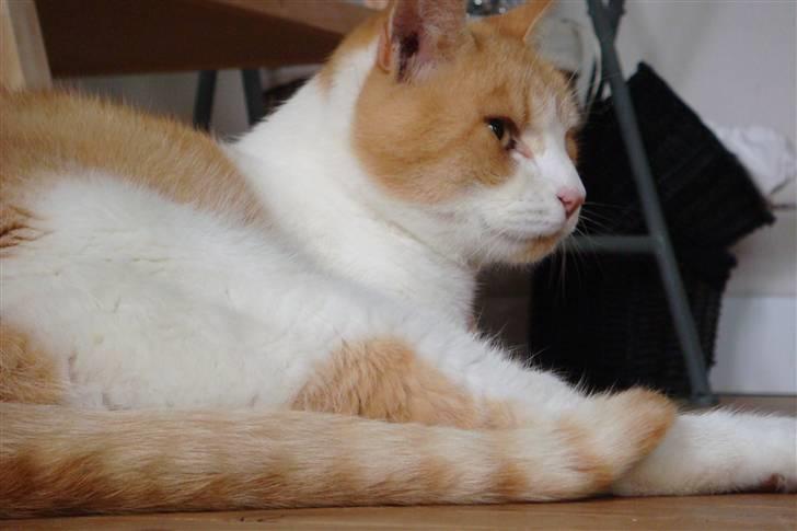 Huskat Guffe billede 4