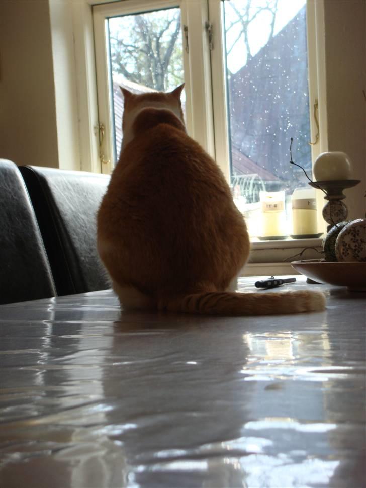 Huskat Guffe - Den buttede filosof ;o) billede 5