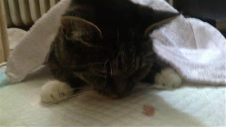 Huskat Line - Line er næsten lige våget op af narkosen :) billede 2