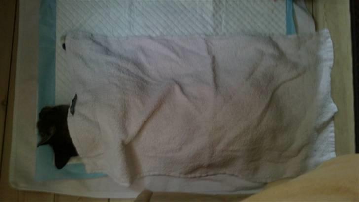 Huskat Line - Line sover stadig :) billede 3