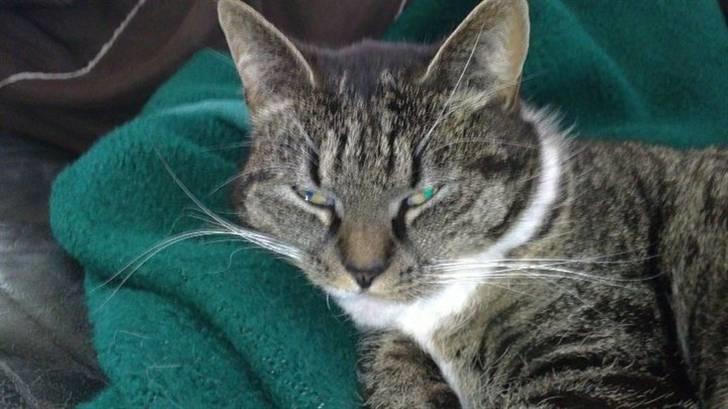 Huskat Line - Dejligt med en lur efter en hård dag på soffaen :) billede 4