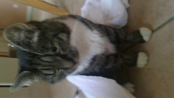 Huskat Line - Så kan line gå igen nogen lunde:) billede 5