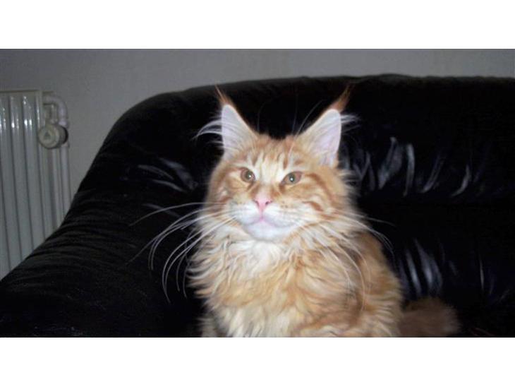 Maine Coon Dk. CaemsoCoon's Buddy Ho - 05-12-2010 billede 1