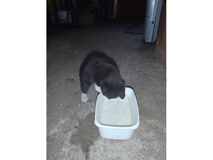 Huskat Baby billede 1