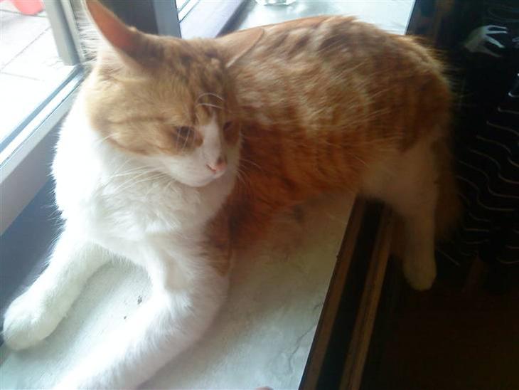 {{currentPhoto.altText}} billede {{currentPhoto.number}}