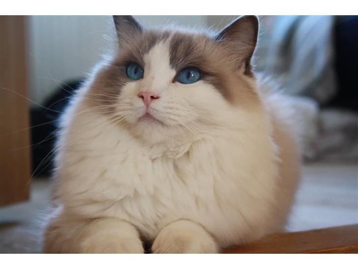 Ragdoll **  DK Wrensted Loui  ** billede 1