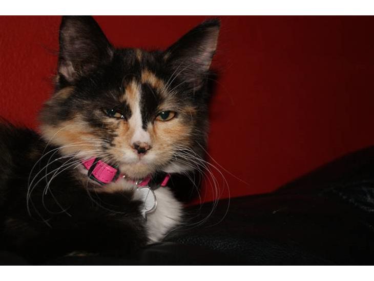 {{currentPhoto.altText}} billede {{currentPhoto.number}}