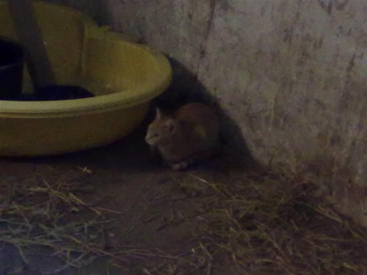 {{currentPhoto.altText}} billede {{currentPhoto.number}}