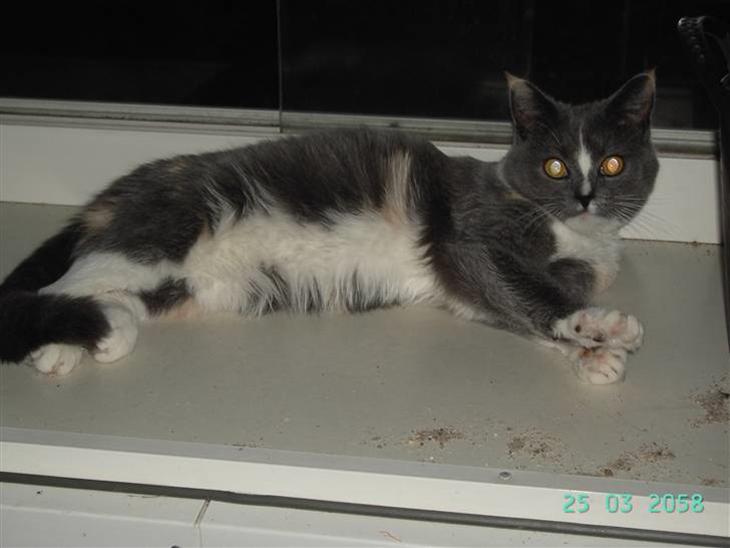 {{currentPhoto.altText}} billede {{currentPhoto.number}}