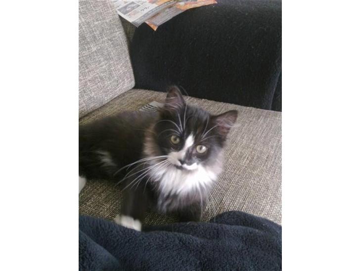 {{currentPhoto.altText}} billede {{currentPhoto.number}}