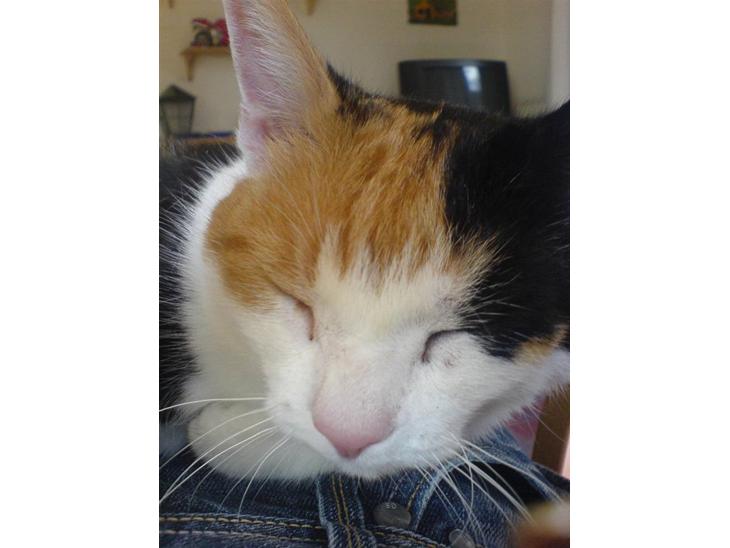 {{currentPhoto.altText}} billede {{currentPhoto.number}}