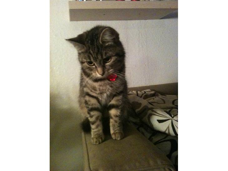 {{currentPhoto.altText}} billede {{currentPhoto.number}}