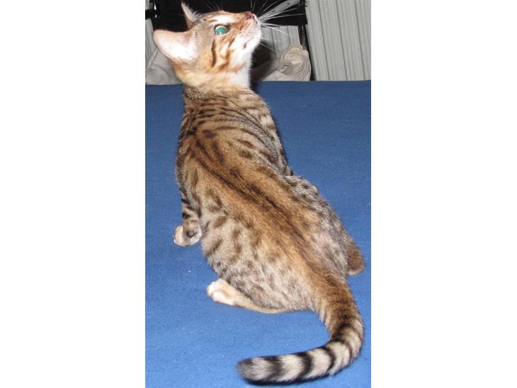 Bengal Leeloo - Vores lille nye Bengal billede 1