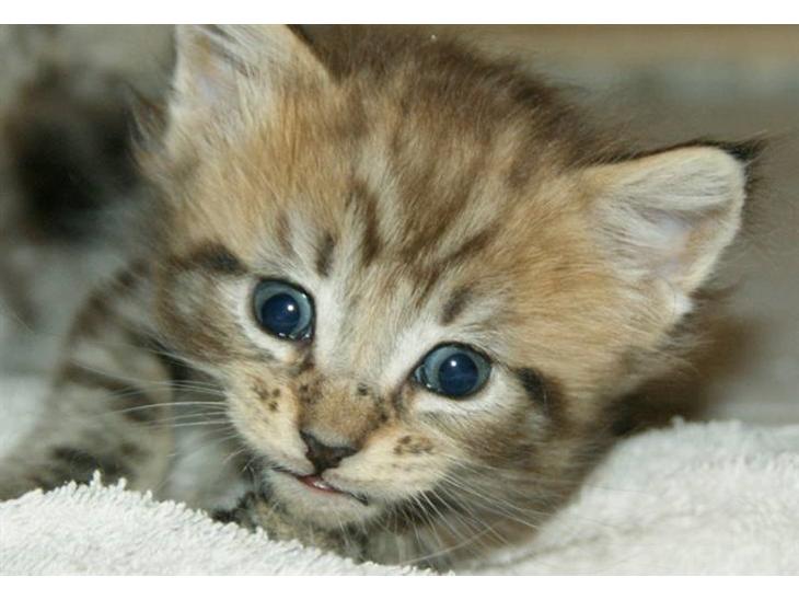 Maine Coon lykkekatte Olivia billede 1